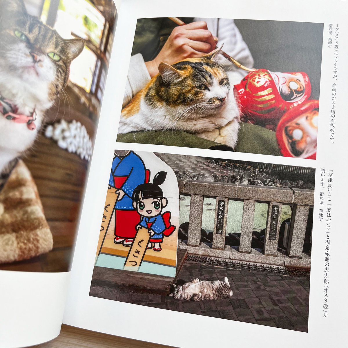 岩合光昭のご当地ねこ | necoya books web store