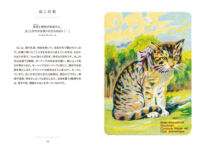 LE PETIT LIVRE DES CHATS ちいさな手のひら事典 ねこ ねこ (ちいさな手のひら事典) | ブリジット・ビュラール