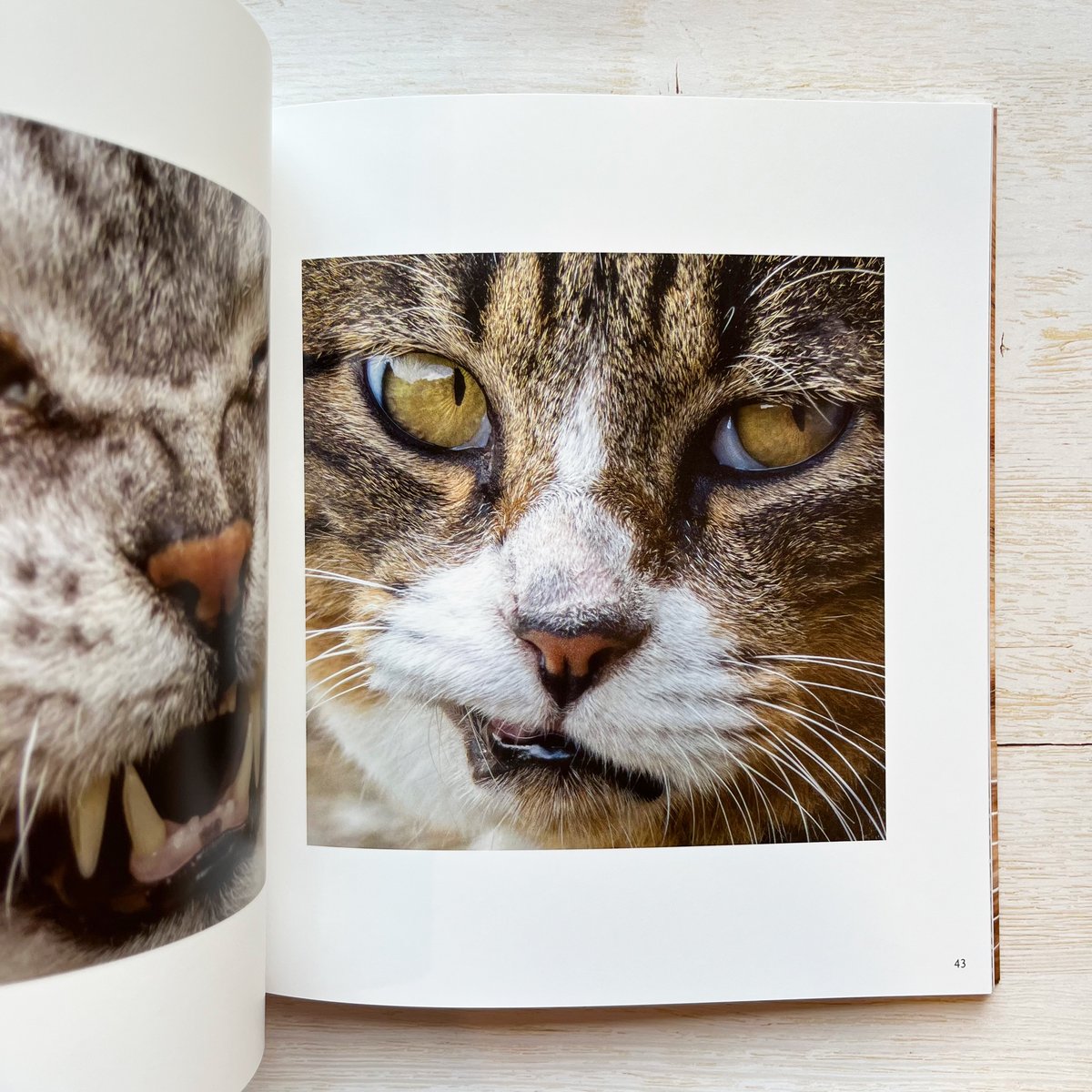 アリカワコウヘイ 原画 クレパス画 女の子 ねこ 猫 アリカワコウヘイ 原画 クレパス画 女の子 ねこ 猫 - メルカリ