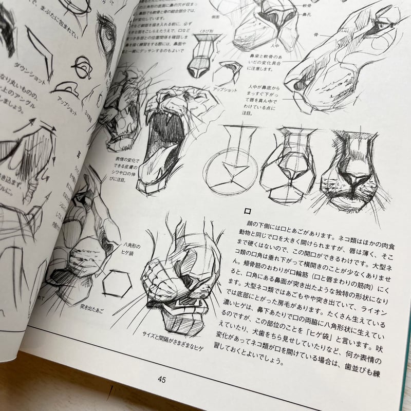 ウェザリーの動物デッサン ネコ科を描く | necoya books web store