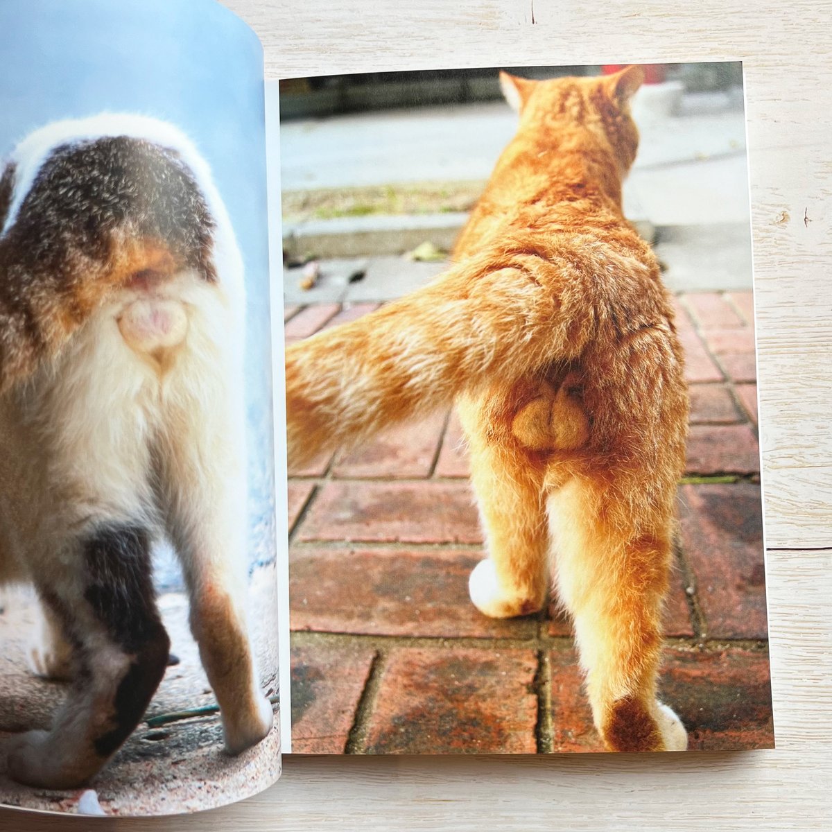 にゃんたま | necoya books web store