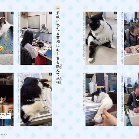 3本足の保護猫ふくは、運送会社の広報部長 ニャンと社員のあたたかなオフィス