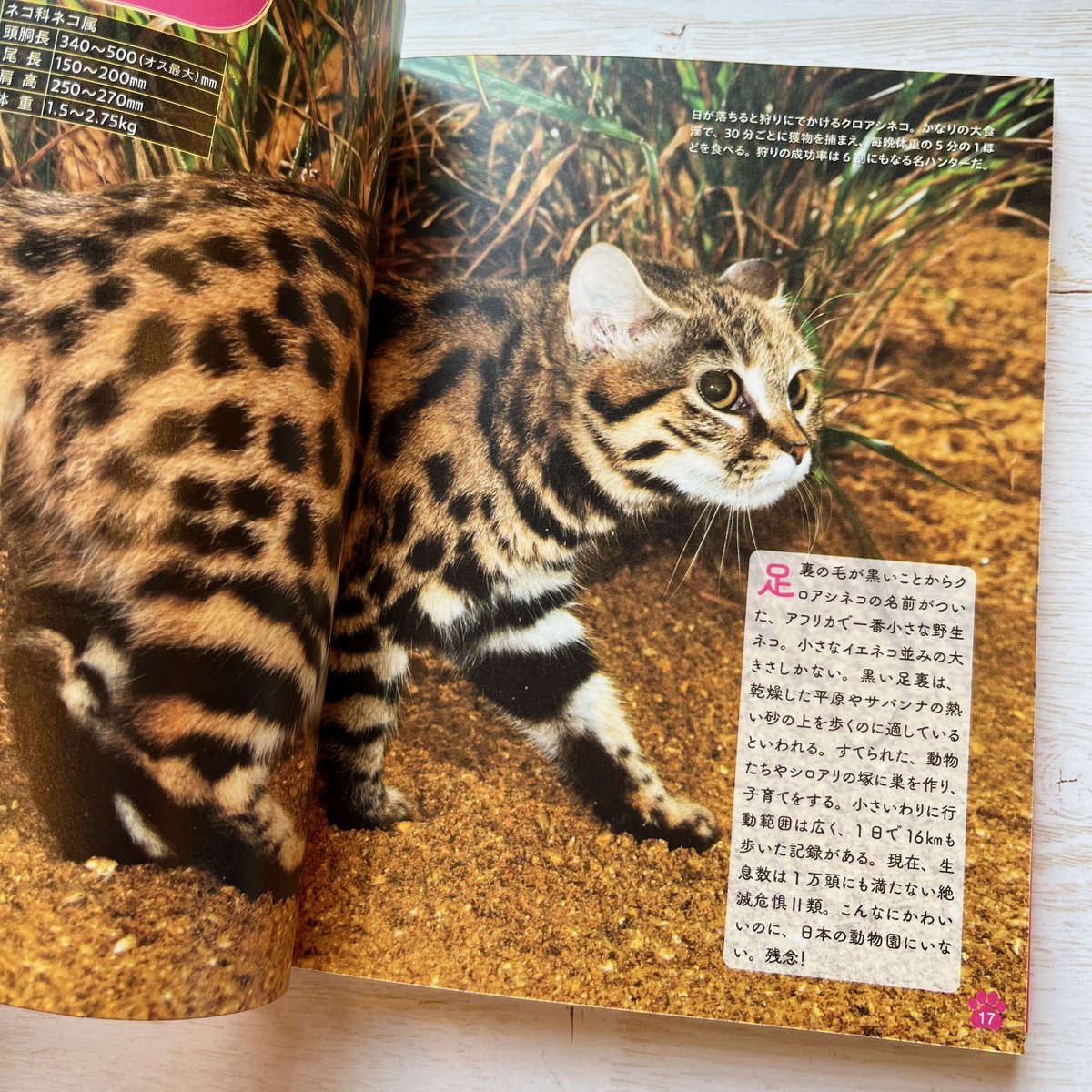テリー今野、【三びきの猫】、希少な画集より、状態良好、新品高級額装