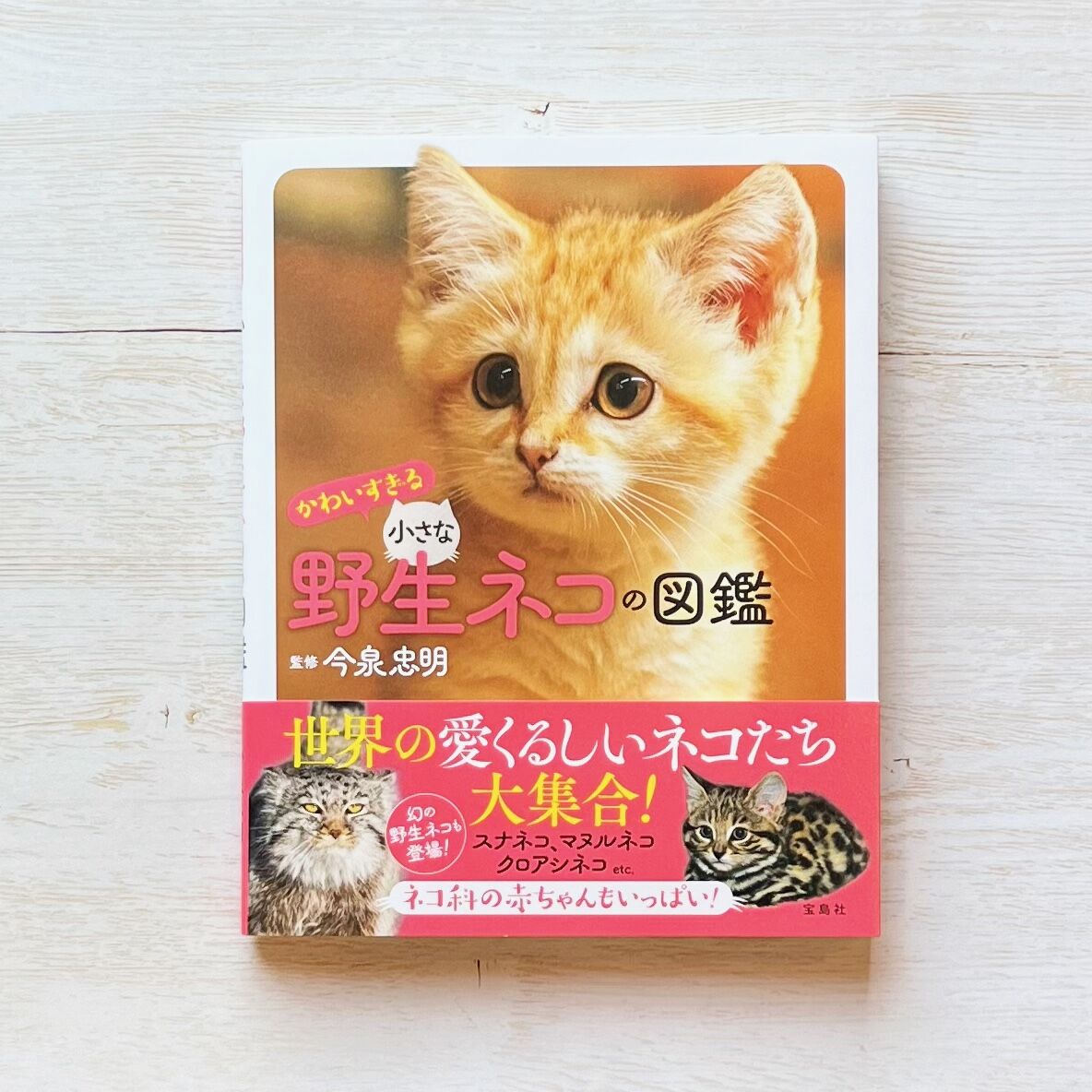 家のネコと野生のネコ | 澤井 聖一, 近藤 雄生 |本 | 通販 | Amazon
