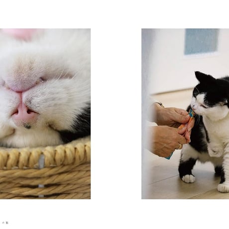 3本足の保護猫ふくは、運送会社の広報部長 ニャンと社員のあたたかなオフィス