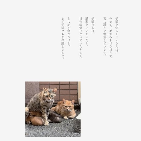 保護猫チャイさんの日常