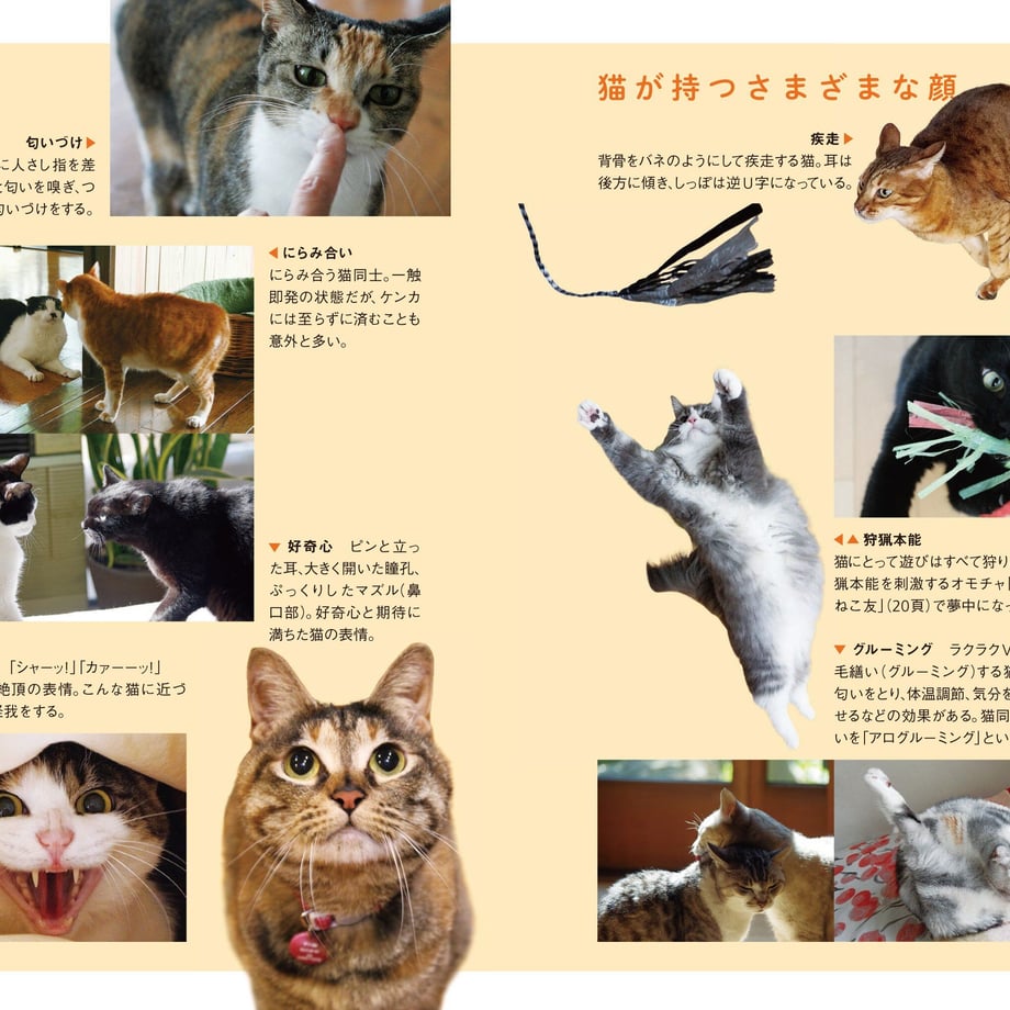 63d76f447c42ee5f74d5118e