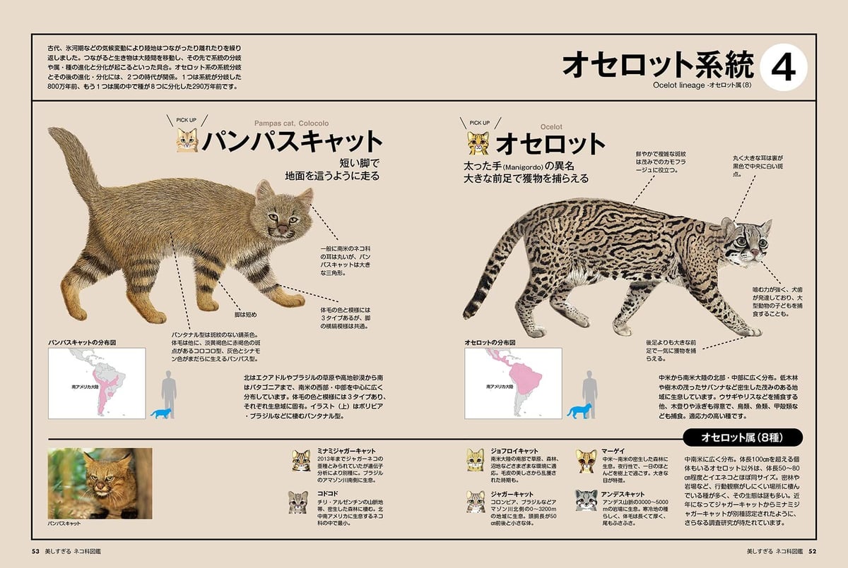 美しすぎるネコ科図鑑 | necoya books web store