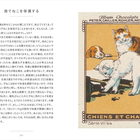 ちいさな手のひら事典　子ねこ