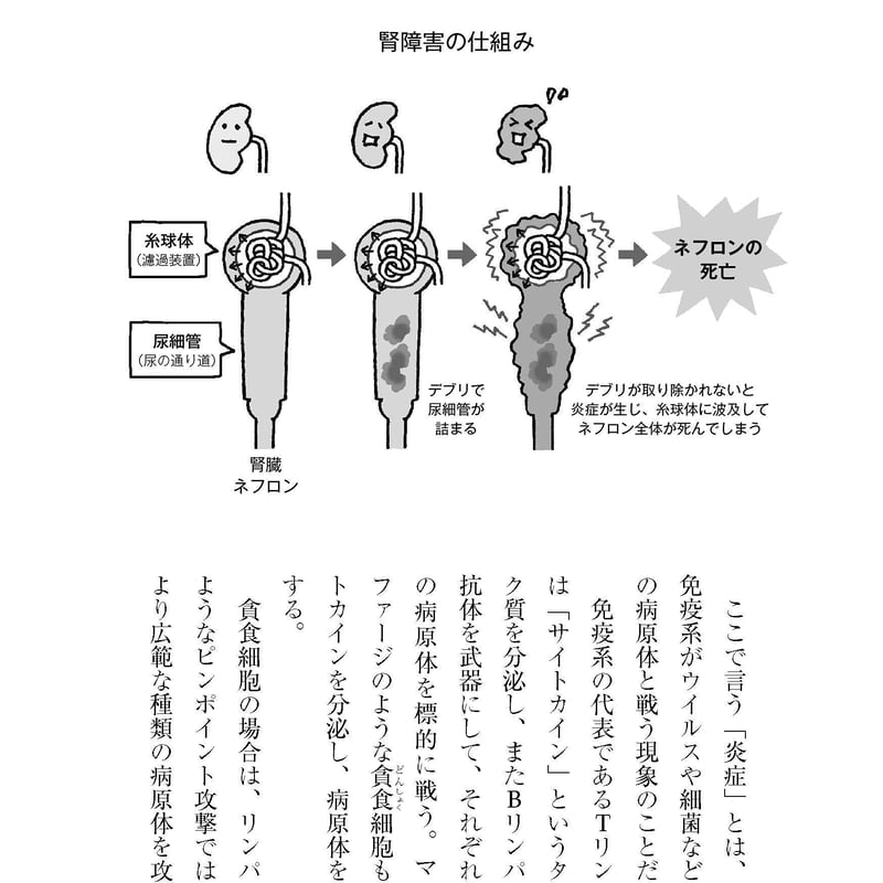 猫が30歳まで生きる日 猫が30歳まで生きる日 / 宮崎 徹【著】 - 紀伊國屋書店ウェブ