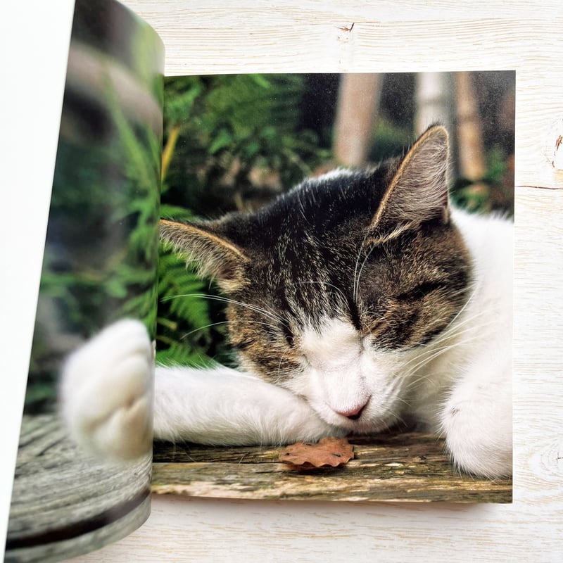 気ままに猫だもん。 | necoya books web store