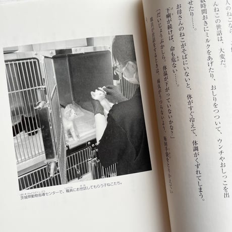 保護ねこ活動 ねこかつ！ずっとのおうちが救えるいのち