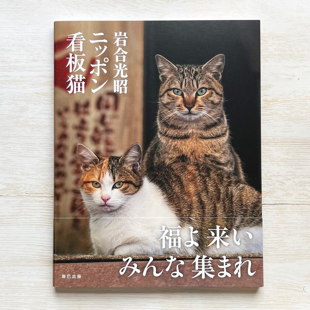 岩合光昭 ニッポン看板猫 | necoya books web store 岩合光昭 ニッポン看板猫 | necoya books web store