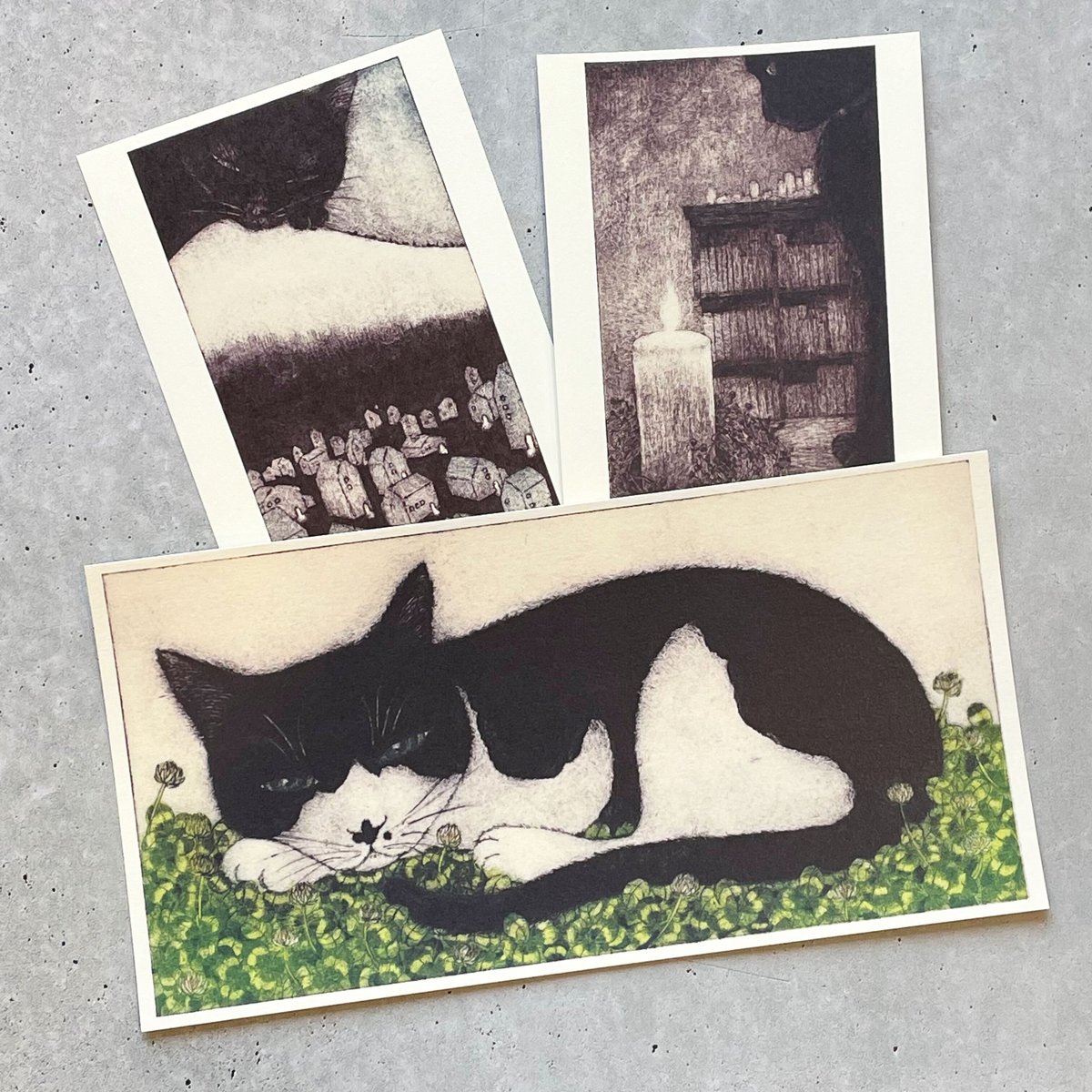 坂本千明 ポストカード「猫」 | necoya books web store