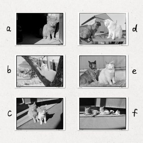 『猫の園があった』ポストカード