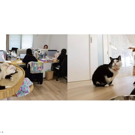 3本足の保護猫ふくは、運送会社の広報部長 ニャンと社員のあたたかなオフィス