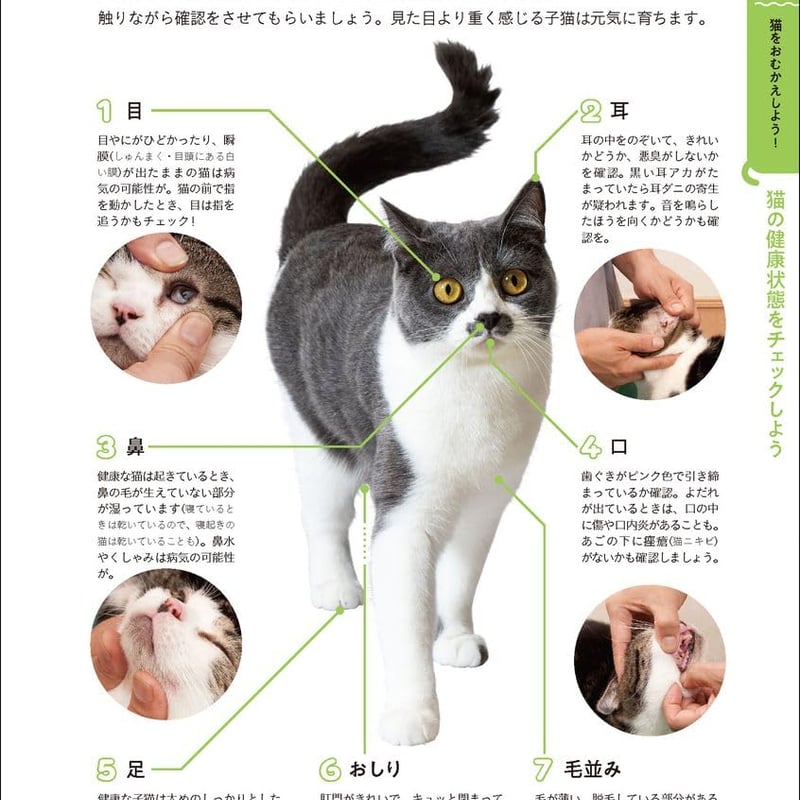 はじめての猫 決定版: この1冊で猫のお世話がまるわかり