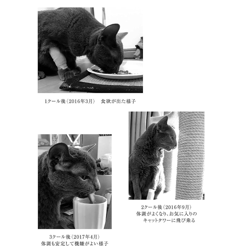 猫が30歳まで生きる日 | necoya books web store