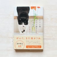 ハチワレ猫ぽんたと過ごした1114日