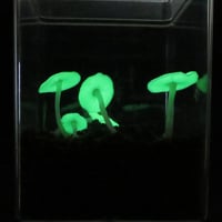 ＼こどもの日企画／光るきのこ！ヤコウタケを栽培しよう