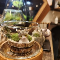 【1月17(土)・18(日)】伊勢の苔玉やさん　森の製作所 ～どうぶつの森リウム作り～