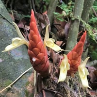 【11月３日(月・休)】トーク「魅惑のショウガ科の世界〜野生種の美しさと多様性〜」