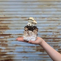 【1/11(日)】きのこ菌床作り体験
