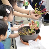 【8月8日(土)】第199回咲くや塾「食虫植物の寄せ植え教室」