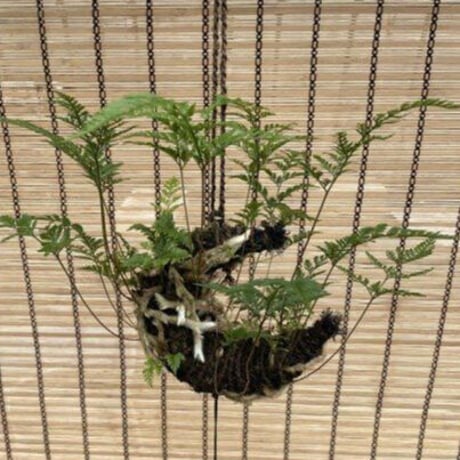 【7月5日(土)】つりしのぶ作り方講習会