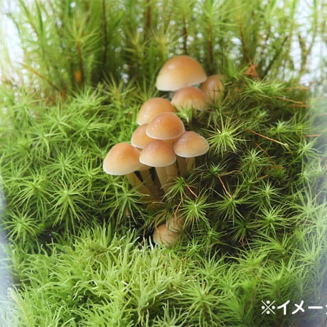 【1/8(月・祝)】初心者歓迎！きのこリウム作り