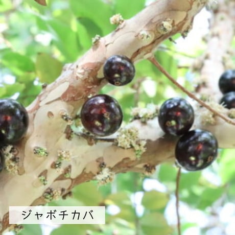 咲くやこの花館スタッフによる  「熱帯フルーツを食べて知って育ててみよう」