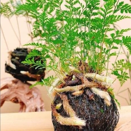 【7月5日(土)】つりしのぶ作り方講習会