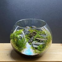 【1/7(土)･9(月･祝)･14(土)･22(日)】苔で作ろう！癒しの森！