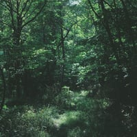 【定番の中煎り】『森の奥へ続く道』