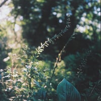 【華やかな浅煎り】『風を湛えて』