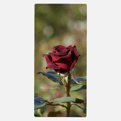 赤い薔薇 | STORES
