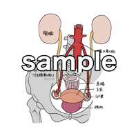 性腺動脈 卵巣動脈