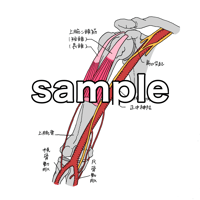 上腕動脈