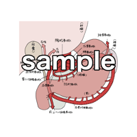 腹大動脈　腹腔動脈