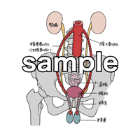 性腺動脈 精巣動脈