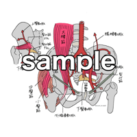 上臀動脈 下臀動脈 腸腰動脈 外側仙骨動脈