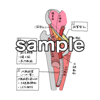 大腿動脈の走行