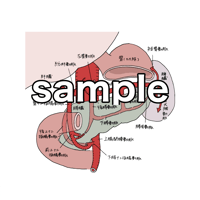 腹大動脈　腹腔動脈　脾動脈