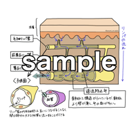 リンパの構造