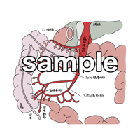 上腸間膜動脈 盲腸動脈 結腸動脈