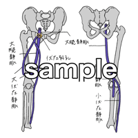 下肢の静脈　大腿静脈　大伏在静脈　小伏在静脈