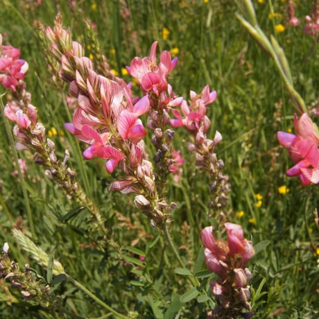 White honey - Holy clover (sainfoin) honey   <0.5KG>　お徳用パック