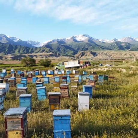 キルギスの白い蜂蜜　ホーリークローバーハニー＜100ｇ＞　White honey - Holy clover (sainfoin) honey