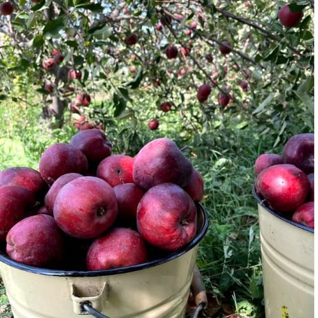 プレミアムドライアップル 50g キルギス産 干しリンゴ