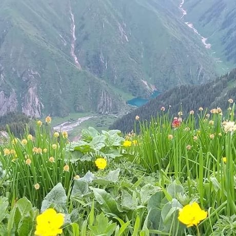 トクトグル高原の百花蜜＜200ｇ＞Red honey - High mountain polyfloral honey “Toktogul”